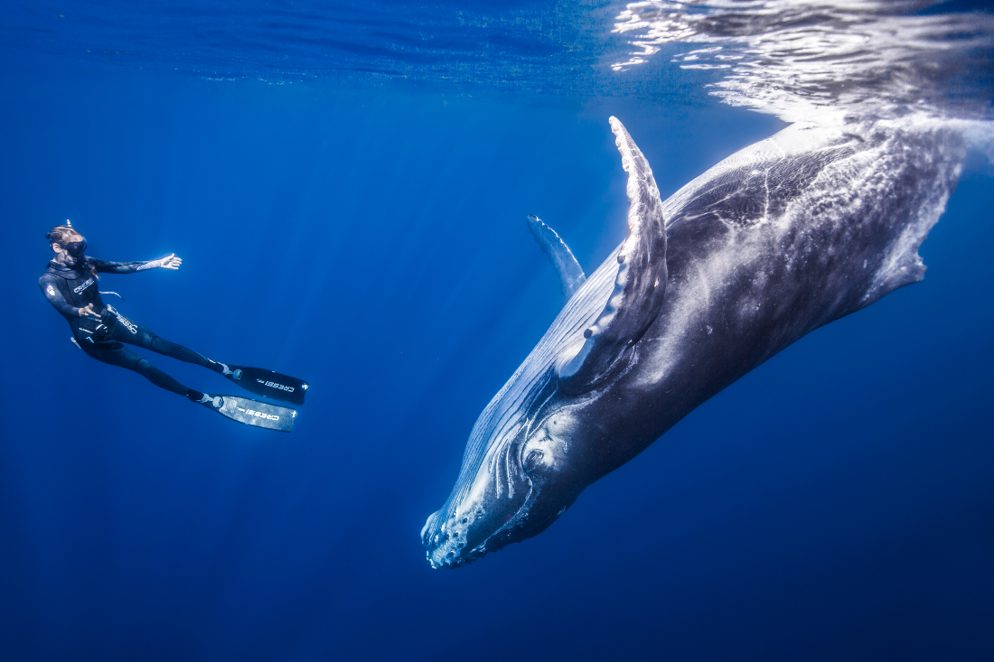 Kayleigh snorkeling with humpback whale