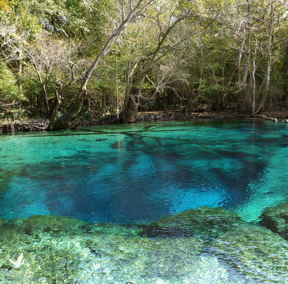 Cool clear water at Cypress Springs
