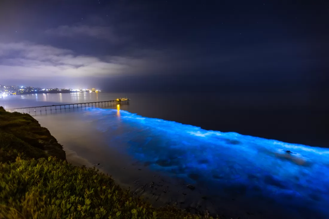 How Bioluminescence Works in Nature