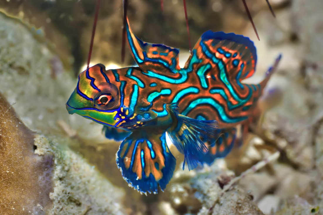 Slutning afspejle Lure Nine of the World's Most Gorgeous Fish - 30A