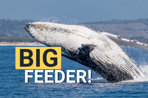 Whale of a Time: Fun Facts About Humpbacks