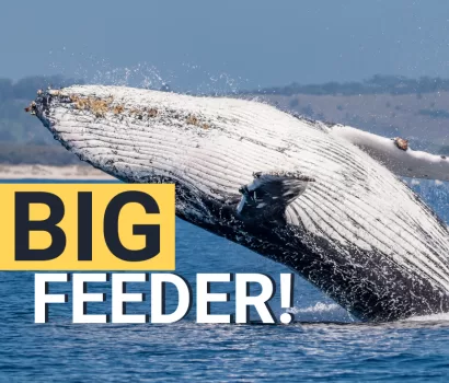 Whale of a Time: Fun Facts About Humpbacks