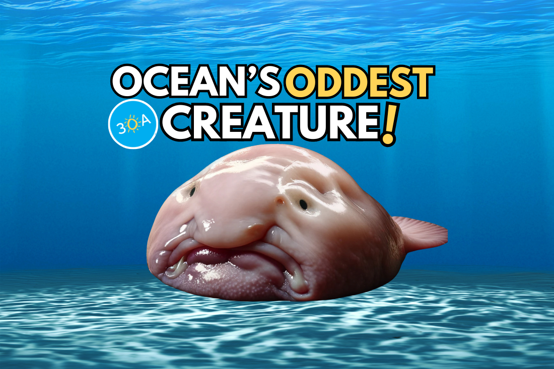 What Do Blobfish Eat? - American Oceans