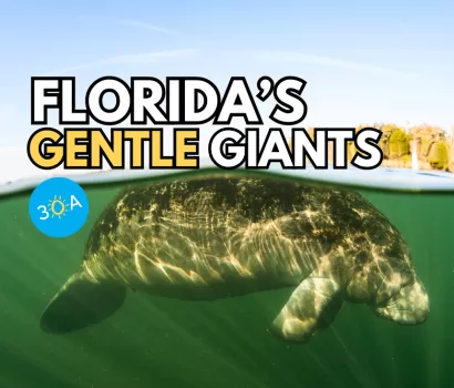 Meet Florida’s Manatees: All You Need to Know About These Charming Creatures