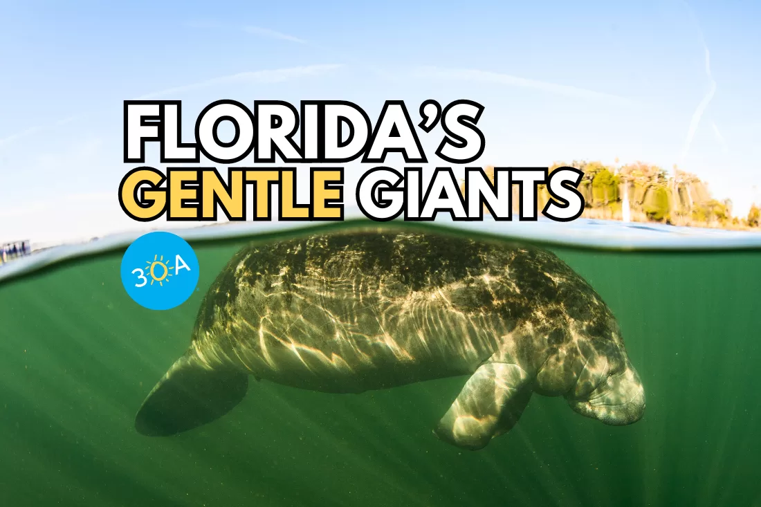 Meet Florida’s Manatees: All You Need to Know About These Charming Creatures