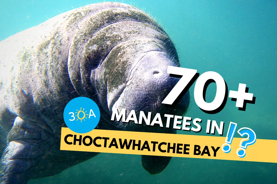 70+ Manatees Spotted in LaGrange Bayou Near 331 Bridge