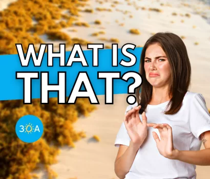 Sargassum: What the Heck is it?