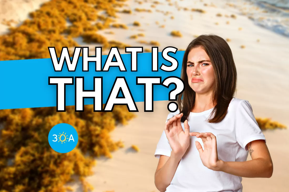 Sargassum: What the Heck is it?