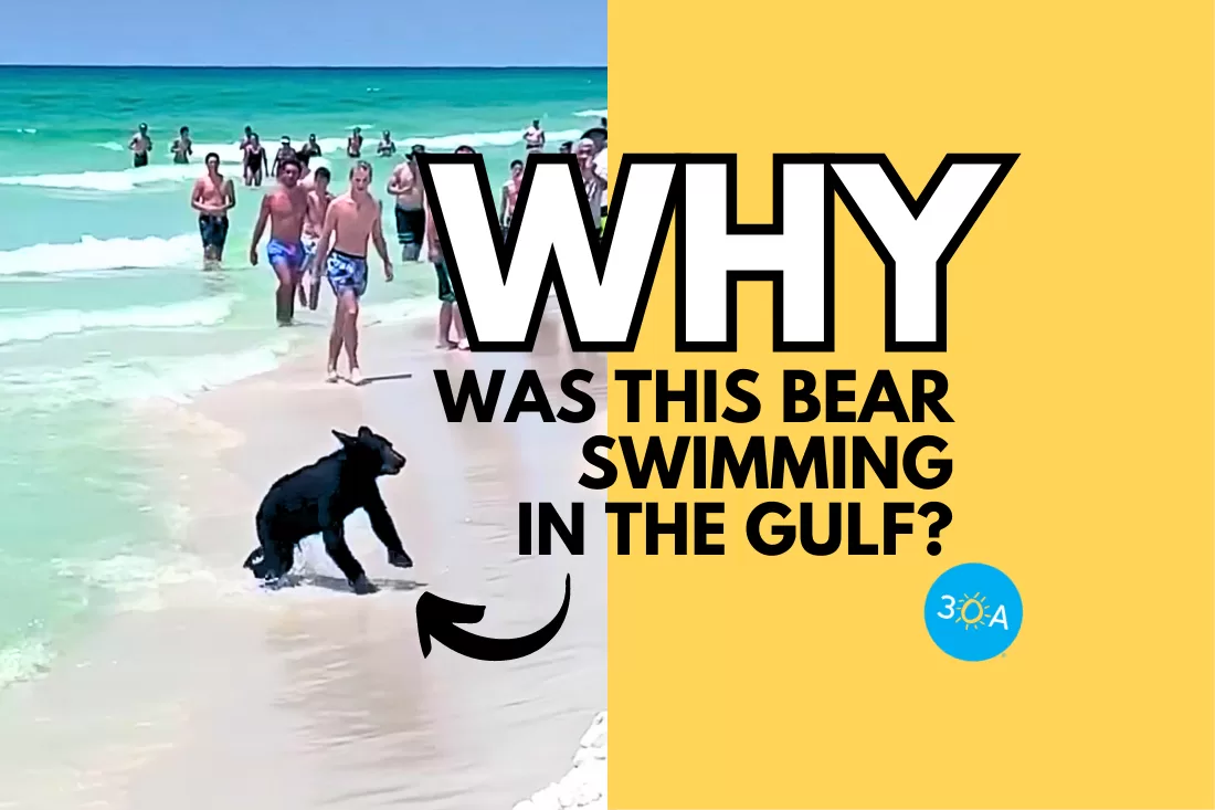 Why is a Bear Swimming in the Gulf? A Bear Expert Explains