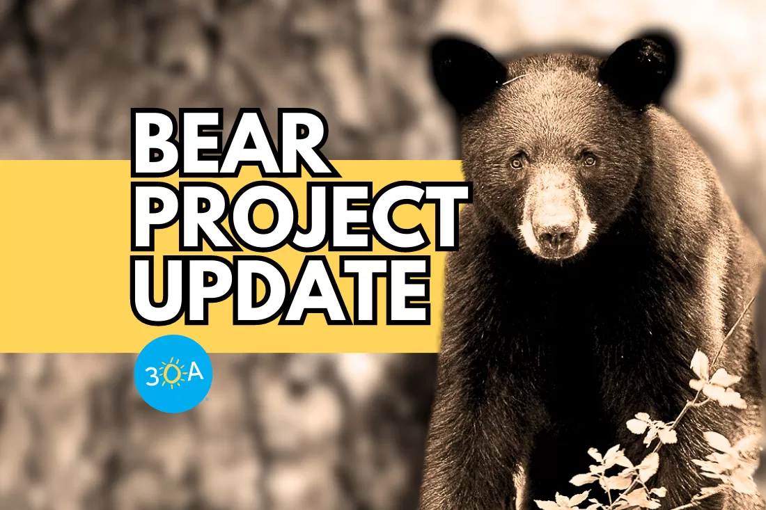 The Paper Bear: Preserving Biodiversity Through Film and Storytelling