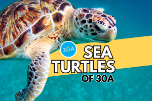 VIDEO: The Majestic Journey of 30A's Sea Turtles and How We Can Help