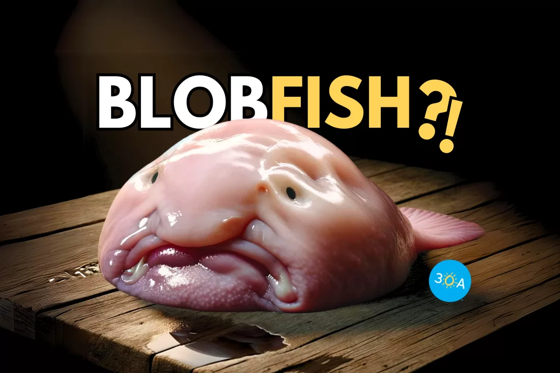 The Blobfish: 5 Facts About the Ocean’s Ugliest Mug