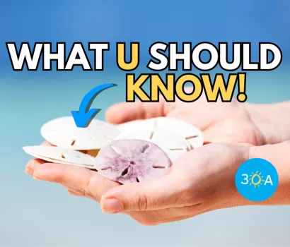 The Sand Dollar’s Journey from Ocean Depths to Shoreline Treasures