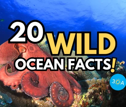Wonders of the Deep: Dive into the Mysteries Beneath the Waves!