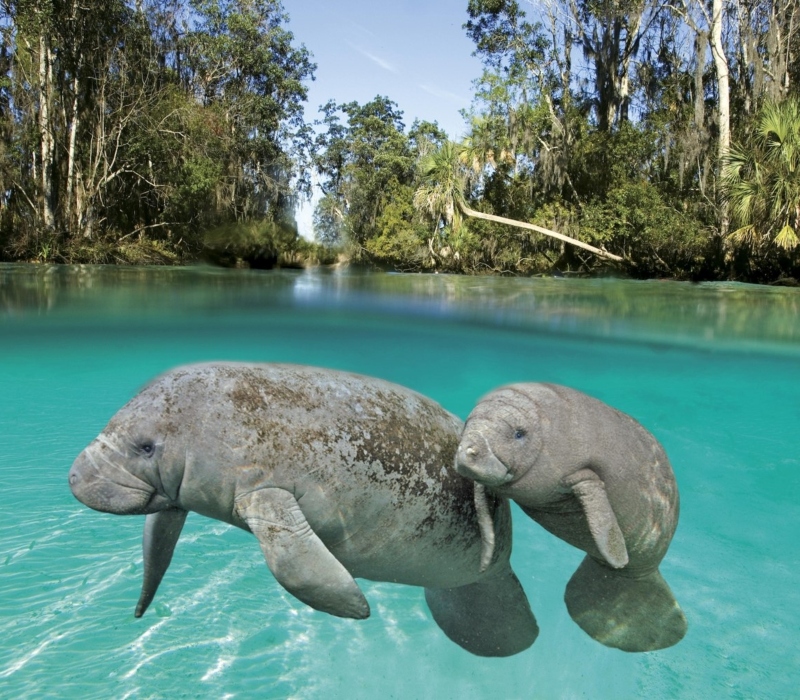 Manatee Magic: Experience the Best of Crystal River with Tips for Spotting and Swimming