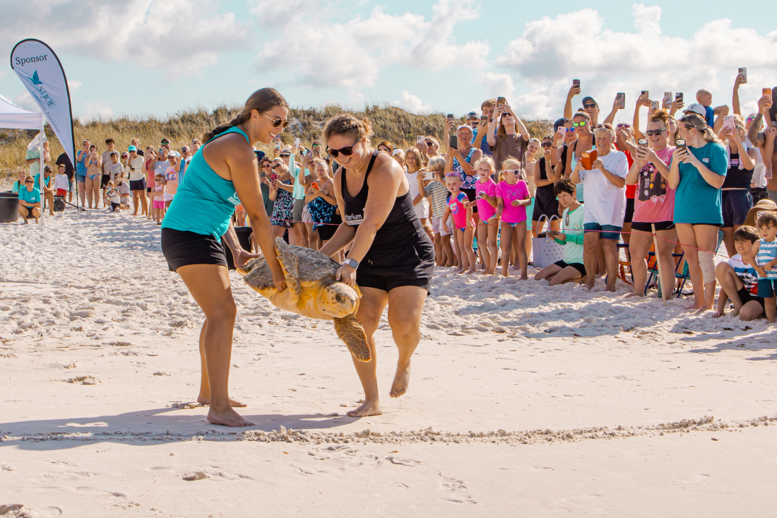 Two Rehabilitated Loggerhead Turtles Return to Gulf at Inlet Beach