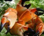 stone crabs